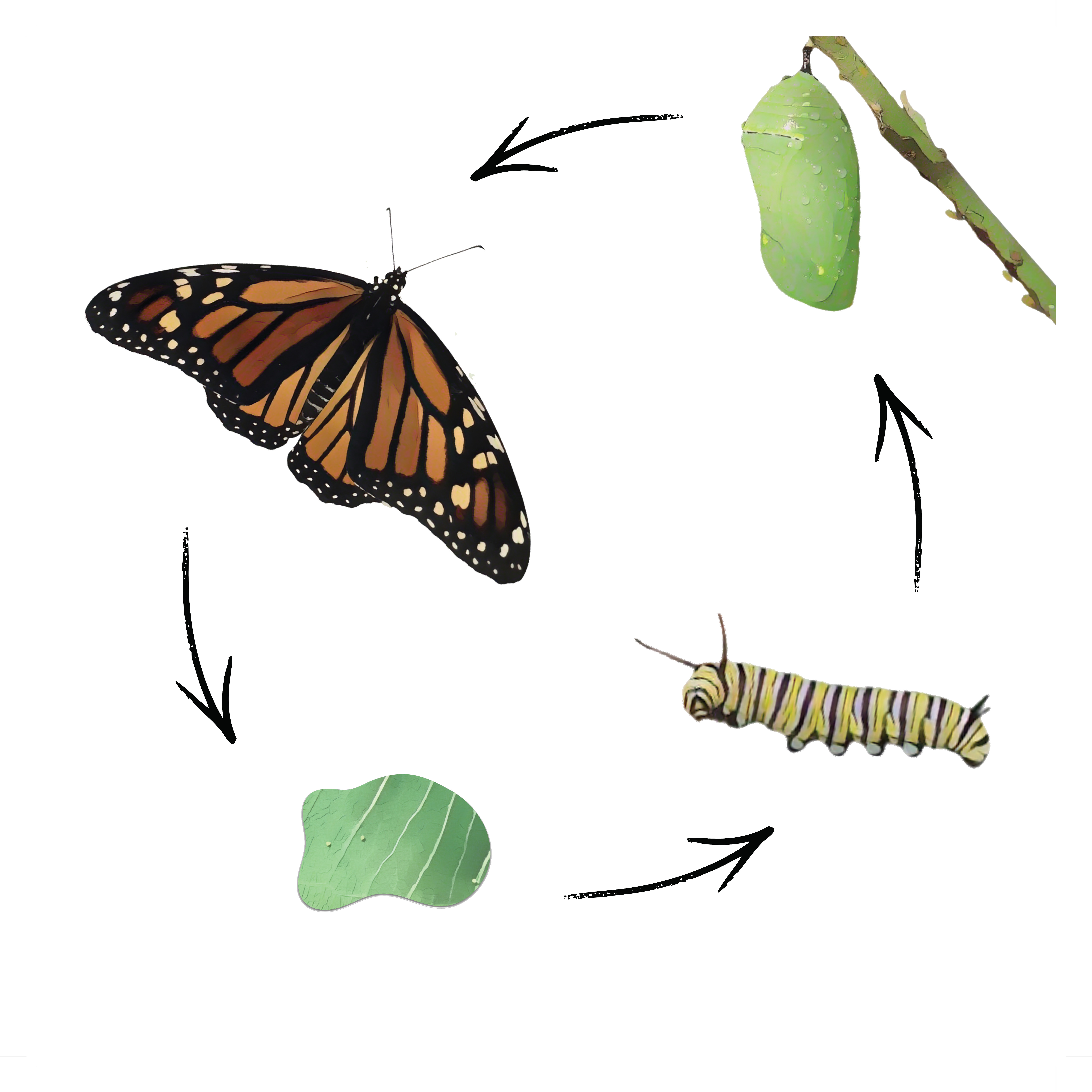 Butterflies Internals Page 2