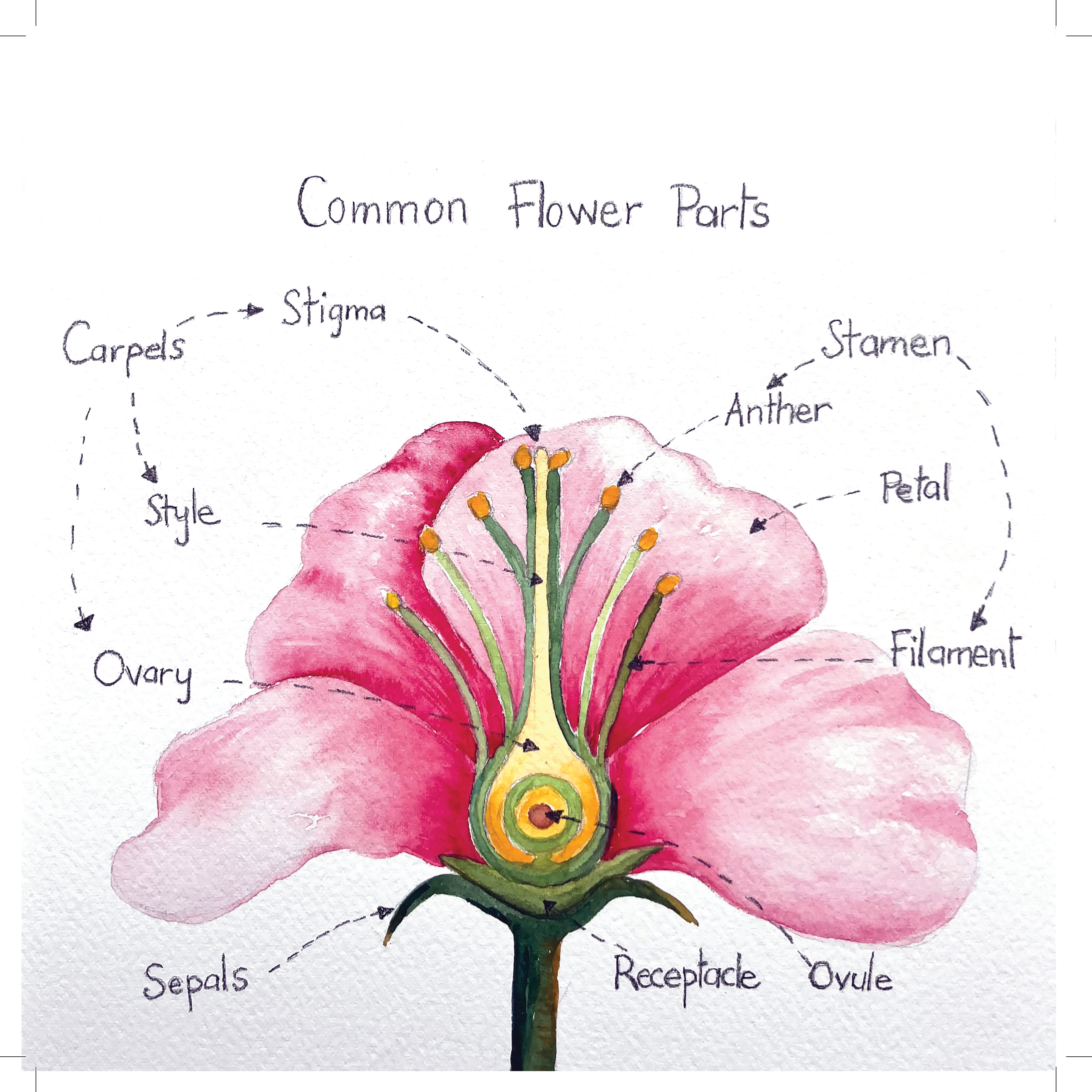 Unfolding Rose Internals Page 2
